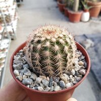 Echinocereus bristolii BW 219