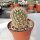 Echinocereus bristolii BW 219