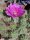 Echinocereus cinerascens v. ehrenbergii Venaolos, Hid.