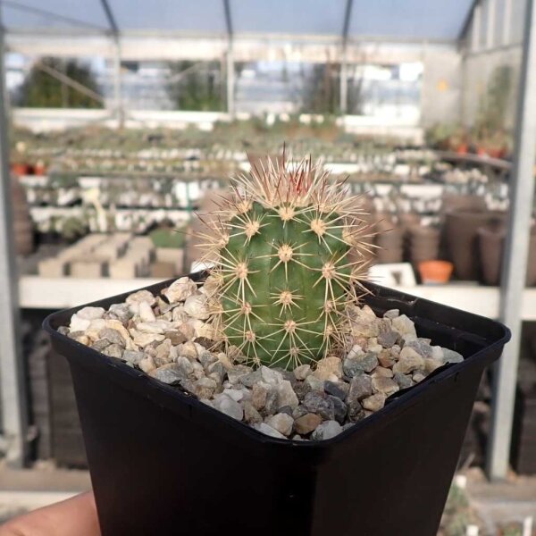 Echinocereus coccineus (dw)