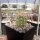 Echinocereus coccineus (dw)