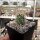 Echinocereus coccineus (dw)