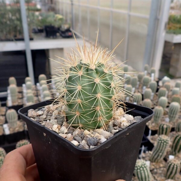 Echinocereus coccineus AG 012  (dw)