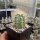 Echinocereus coccineus AG 012  (dw)