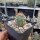 Echinocereus coccineus AG 012  (dw)