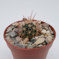 Echinocereus coccineus SB 296