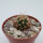 Echinocereus coccineus SB 296