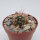 Echinocereus coccineus SB 296