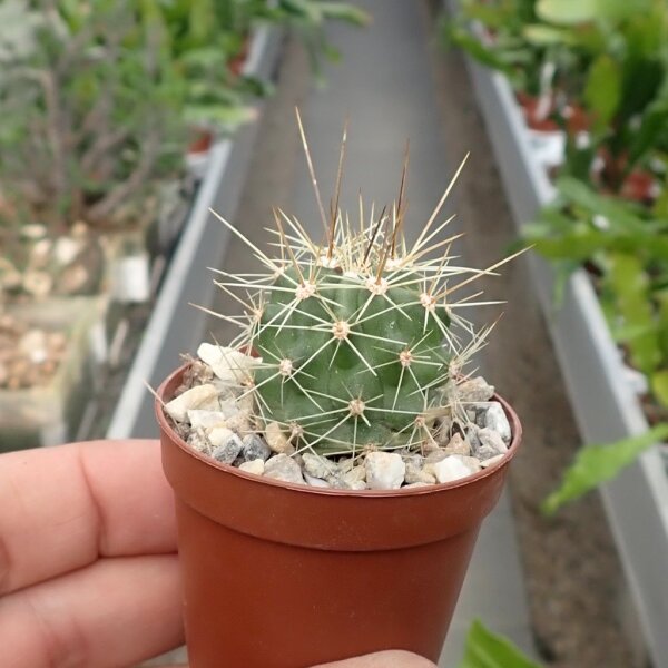 Echinocereus coccineus SB 747  (dw)