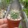 Echinocereus coccineus SB 747  (dw)