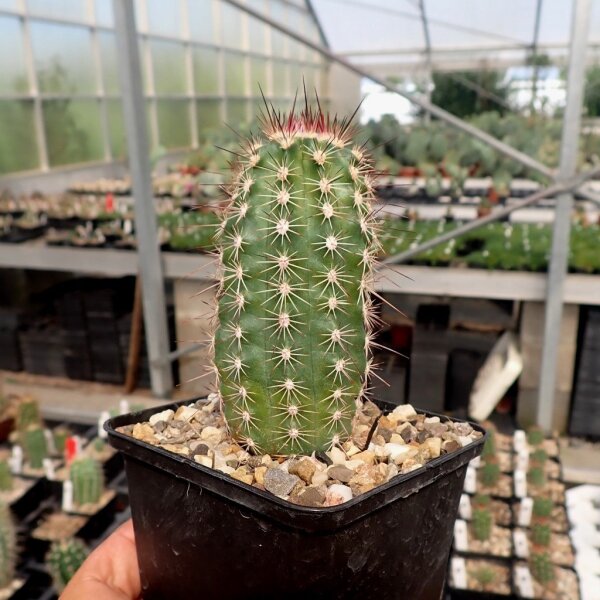 Echinocereus coccineus JRT 597 (dw)