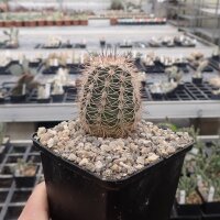 Echinocereus coccineus JRT 597 (dw)