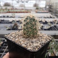 Echinocereus coccineus JRT 597 (dw)
