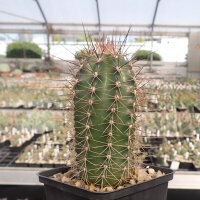 Echinocereus coccineus Carrizzozo, New Mexico