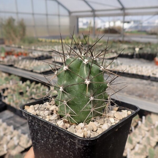 Echinocereus coccineus v. paucispinus (dw)
