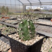 Echinocereus coccineus v. paucispinus (dw)
