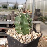 Echinocereus coccineus v. paucispinus (dw)