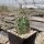 Echinocereus coccineus v. paucispinus (dw)
