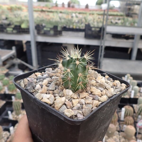 Echinocereus coccineus ssp rosei HK 1510  (dw)
