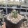 Echinocereus coccineus ssp rosei HK 1510  (dw)