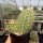 Echinocereus coccineus ssp rosei HK 1510  (dw)