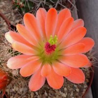 Echinocereus coccineus cv. Orangade (dw)