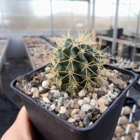 Echinocereus coccineus cv. Orangade (dw)