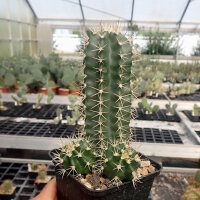 Echinocereus coccineus cv. Orangade (dw)