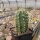 Echinocereus coccineus cv. Orangade (dw)