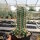 Echinocereus coccineus cv. Orangade (dw)