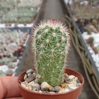 Echinocereus dasyacanthus L 704