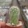 Echinocereus dasyacanthus L 704