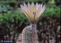 Echinocereus dasyacanthus Pecos, Tx