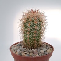 Echinocereus dasyacanthus Pecos, Tx