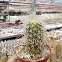 Echinocereus delaetii
