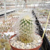 Echinocereus delaetii