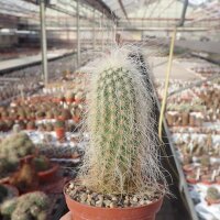 Echinocereus delaetii
