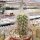 Echinocereus delaetii