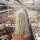 Echinocereus delaetii
