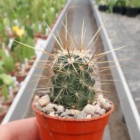 Echinocereus nicholii