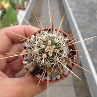 Echinocereus nicholii