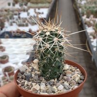 Echinocereus nicholii