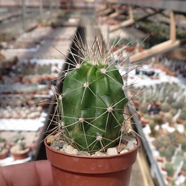 Echinocereus enneacanthus CSD 210