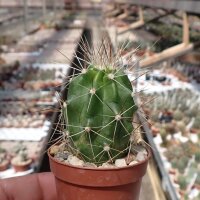 Echinocereus enneacanthus CSD 210