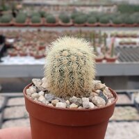 Echinocereus felixianus Municipio Cuatro Cienegas de...