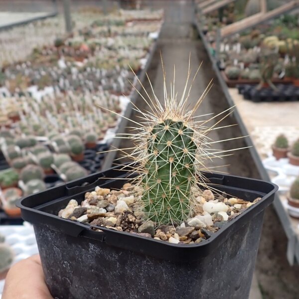 Echinocereus fasciculatus v. boyce-thompsonii