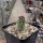 Echinocereus fasciculatus v. boyce-thompsonii