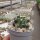 Echinocereus fendleri