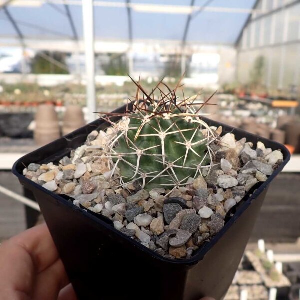 Echinocereus fendleri (dw)