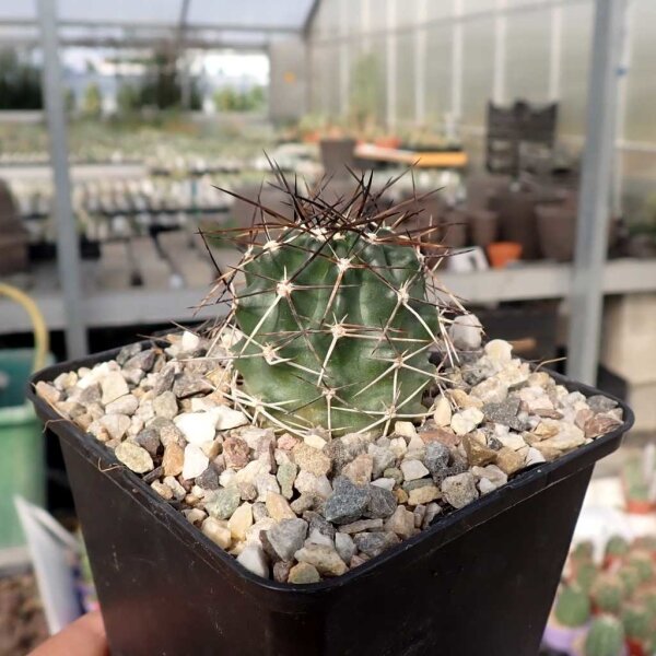 Echinocereus fendleri Petrified Forest (dw)